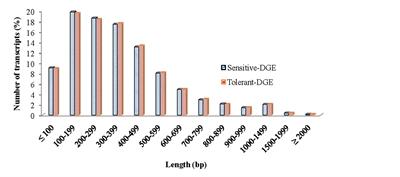 Transcriptomic Changes of Drought-Tolerant and Sensitive Banana Cultivars Exposed to Drought Stress